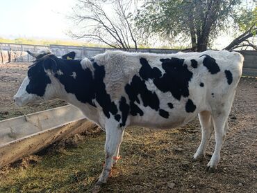 теленки или телята купить: Продаю | Корова (самка) | Голштин | Для молока | Привязанные
