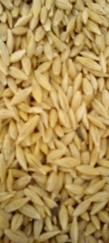 пшеница на корм: Продаю ячмень по 18 с Беловодск Сретенка от 2тонн возможно доставка