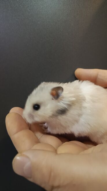 Gəmiricilər: Angora sort xomyaklar mehribandırlar bu sort dişləmir və aqressiv — 11