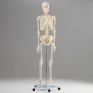 статуэтка семья: Человеческий скелет полезен для изучение анатомии человека. Продукт