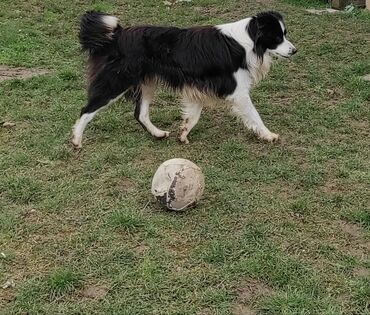 Psi: Border Koli (Collie) veoma iskusan i proveren Mužjak Za Parenje — 3