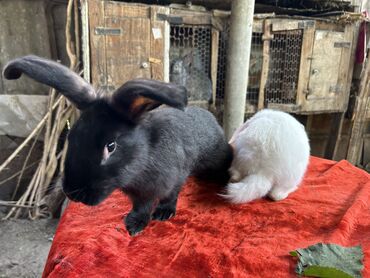 кролики великаны: Продаю | Крольчата