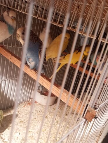 Tutuquşları: Biri 9 manat Rengbereng papuqaylar — 8