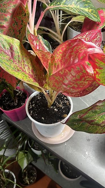 куст: Замиокулькас (ZZ plant) в горшках разных размеров. - — 6
