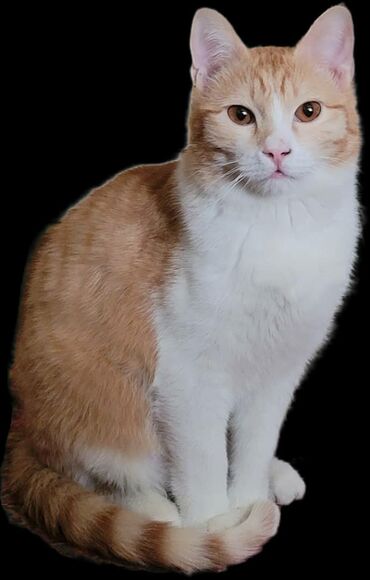 утерянные документы: Отдам в добрые хорошие руки, кота по имени Мурзик 🐈 1 год. Привит, но