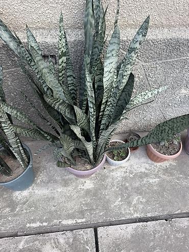 Комнатные растения: Сансевиерия (Sansevieria trifasciata, «щучий хвост», «тещин язык») в — 4