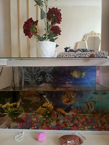 akvarium balıq novləri: Qızıl balıq, Sülhsevər — 1