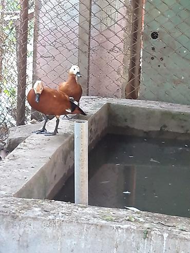 amadin qusu haqqinda: Narin ördəklər (Ruddy shelduck – turac rəngli su quşu) cütlük — 4