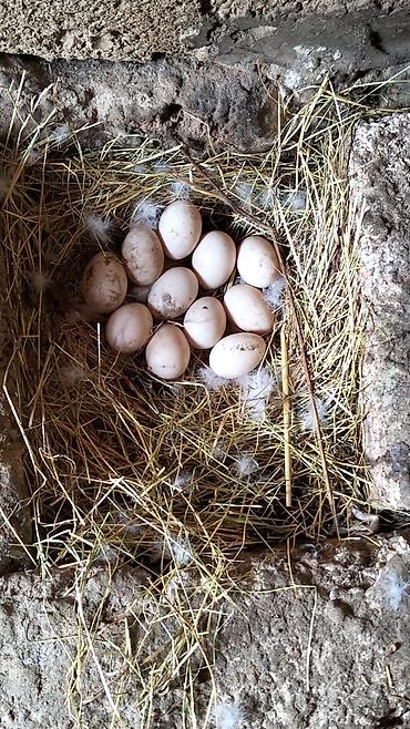 Yumurta: Ördək yumurtası - Təsvir: Şəkillərdə təsvir olunan, samanla — 2