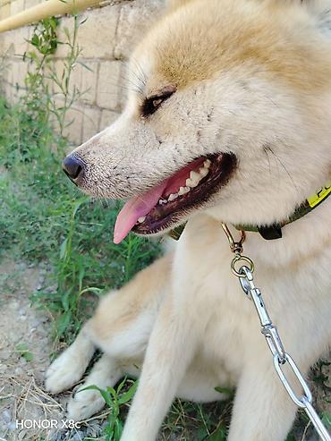 kanada sortu hinduska: Akita-inu — 4