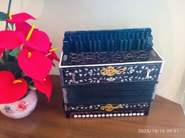 купить скейт круизер: Qarmon, Akustik