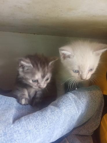 Продажа кошек: Котята с голубыми глазами - Помёт из нескольких котят: светлые — 4