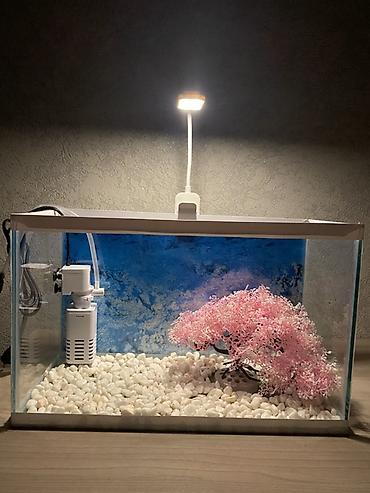 Akvariumlar: Hazır 12 Litr akvarium seti. İşlənməyib yenidir. Başqa yeni digər — 6