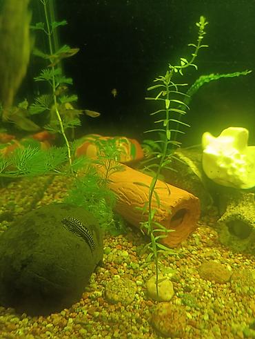 Аквариумы: Продаю аквариум 400 литров со всем содержимым ( фильтр грунт декорации — 8