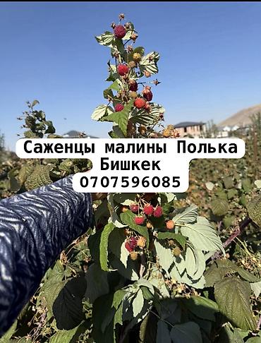 Семена и саженцы: Малина В розницу — 1