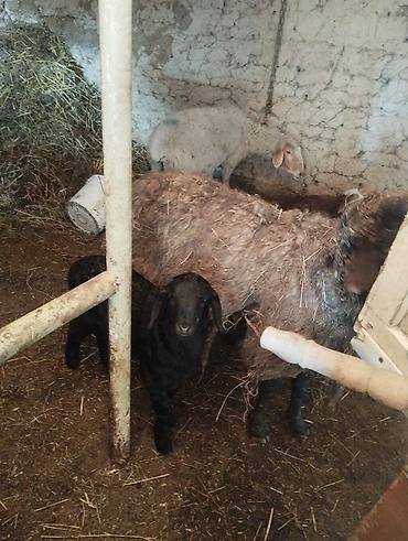 Баран, овца: Продаю | Овца (самка) | Полукровка | Для разведения | Матка — 17