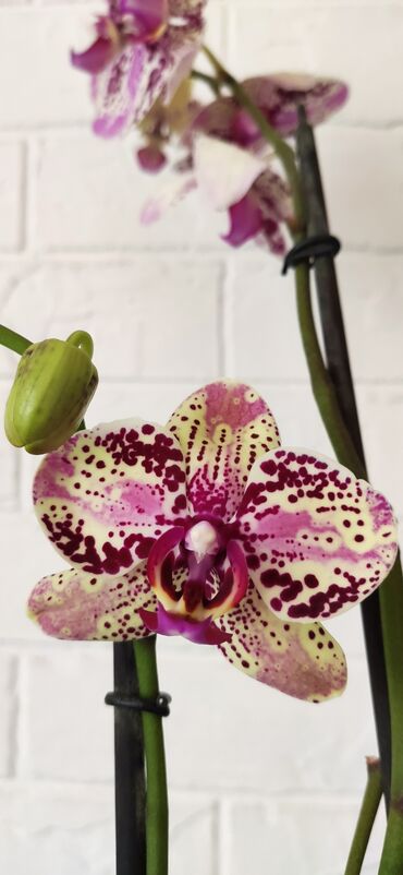 увлажнитель воздуха бишкек цена: Сортовая орхидея Фронтера, два цветоноса. высота растения 70 см