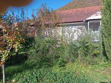 Ağaclar: Məhsul: Bağ və landşaft üçün dekorativ palma və iynəyarpaq — 9