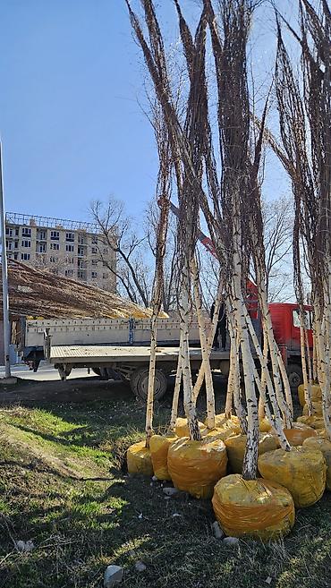 Берёза: Саженцы — 7