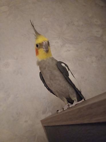 lələkli heyvanlar: Nimfa (Cockatiel) tutuquşları – iki fərqli rəngdə - Rənglər: açıq — 2