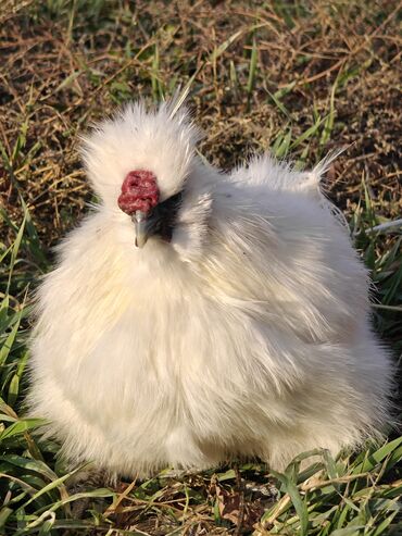 Куры, петухи: Продаю | Куры | Для разведения — 9