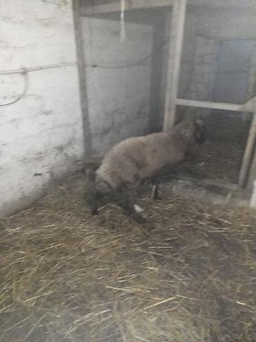 Qoyunlar, qoçlar: Sağlamdı 2ci qarına qoça gəlib. Ünvan Novxanı — 6