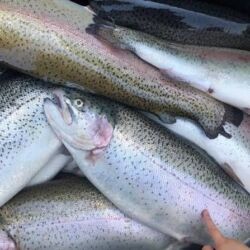 корм форели: Форель радужная, свежевыловленная, неразделанная (с внутренностями и