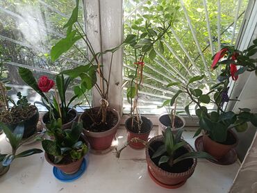 Другие комнатные растения: Элегантное домашнее растение с длинными побегами и глянцевыми зелеными — 10