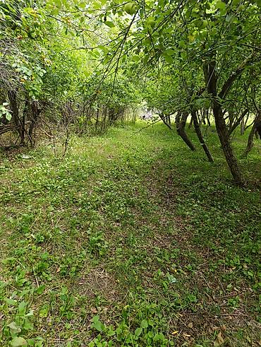 Продажа домов: Продаётся дом с участком в тихом зелёном месте. Участок огорожен, есть — 10