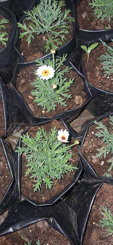 orxideya torpağı: Məhsul: Marqaritka/günəbaxan ailəsindən dekorativ çoxillik çiçək — 5