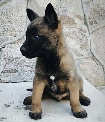 перепелки живые: Щенки бельгийской овчарки малиной (Malinois) - Тип: рабочая и — 2