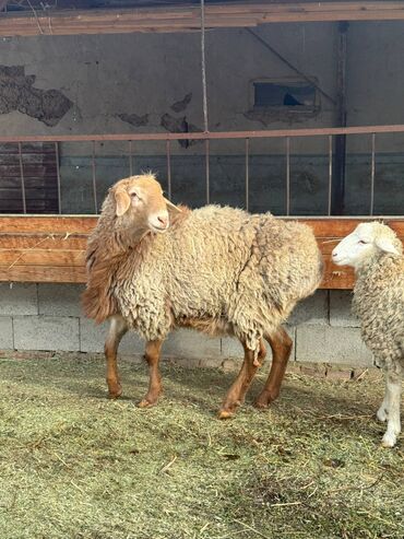Бараны, овцы: Продаю | Баран (самец) | Полукровка | На забой — 4