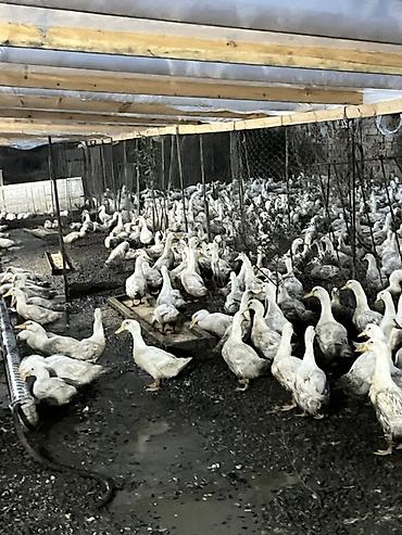 dovsan sekilleri: Məhsul: Ağ yerli ördəklər (kütləvi sayda) Təsvir: - Şəkillərdə — 3