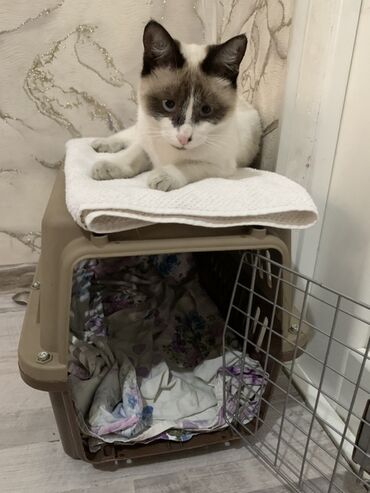 Отдам даром кошку: 9 месяцев, Девочка at lalafo.kg — 2 Отдам даром кошку: 9 месяцев, Девочка — 2