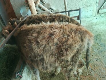 Коровы, быки: Продаю | Тёлка | Алатауская, Полукровка | Для разведения | После отела — 30