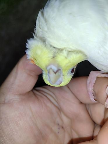 ordek yumurtası satışı: Məhsul: Sarı-albino nimfa tutuquşu (Cockatiel)yas. yarimliq. disi — 3