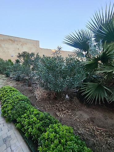 suni agac: Oleandr dekorativ həmişəyaşıl kollar. Oleandr (Nerium oleander) – — 7