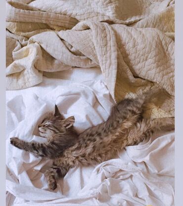 2694 объявлений: Котята !!!
Отдаём котят !!!
Возраст 3-4м
Девочки