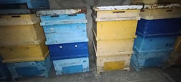 чон бээ: Продам Улья б.у. количество 20шт. система рута. 12 рамонный 2х — 3