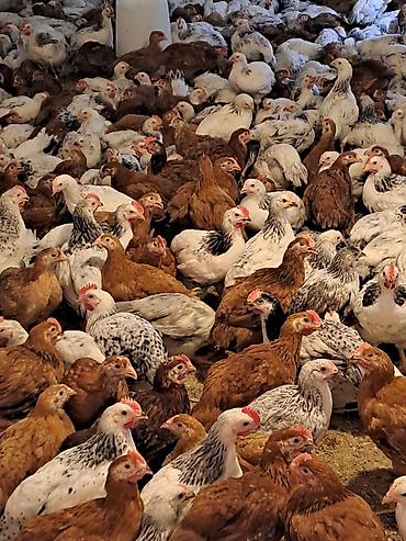 alabay balasi satilir: Lider ətlik sort colpalar. çəki 1kq 100 -200 qr və yuxarı. ünvan — 1