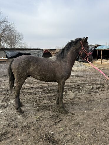 Лошади, кони: Продаю | Жеребец | Рабочий — 2