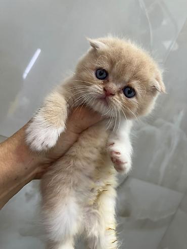 Qızıl şinşilla, Erkək, Dişi, Yaxşı əllərə, Ünvandan götürmə, Ödənişli çatdırılma lalafo.az -da Qızıl şinşilla, Erkək, Dişi, Yaxşı əllərə, Ünvandan götürmə, Ödənişli çatdırılma