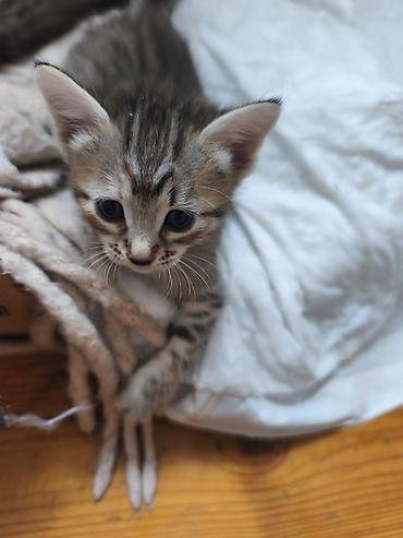 jersey cinsi: Уникальные котята: дети знатной Сфинкс и гордого уличного кавалера! ❤️ — 5