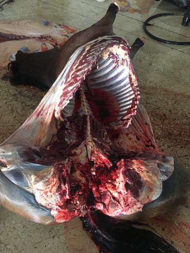 Куплю с/х животных: Куплю | Лошади, кони | Круглосуточно, Любое состояние, Забитый — 6