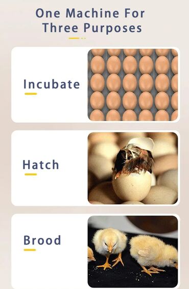 Oprema za kućne ljubimce: INKUBATOR Automatski nove generacije za 36 jaja 12v/220v — 11