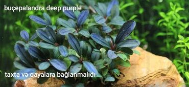 akva ayaqabılar: Akvarium bitkiləri
Ünvan binəqdi mərkəz tərəf