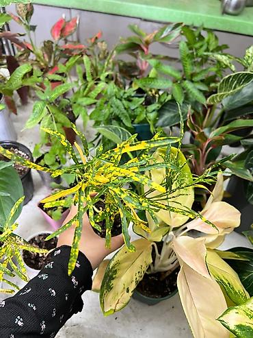 Другие комнатные растения: Представляем ассортимент декоративно-лиственных растений, которые — 4