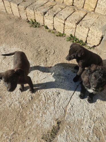 İtlər: Zvonok, 2 ay, Erkek — 6