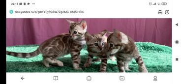 Продажа кошек: Бенгальская, 1 месяц, Мальчик, Белый, С документами, С прививками, Приучена к лотку — 9
