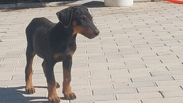 it doberman: Doberman, 2 ay, Erkek, Peyvəndli, Ünvandan götürmə